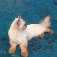 گربه هیمالین وارداتی ماده