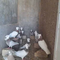 فروش طوقی روهم دونه ۵۰۰