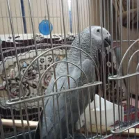 کاسکو فروشی
