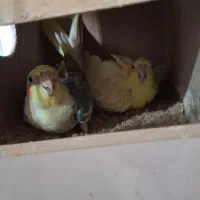 یک جفت عروس هلندی آماده تخم گذاری