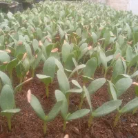 بذر خربزه مشهدی