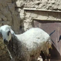 بره ماده  افشاری دوساله