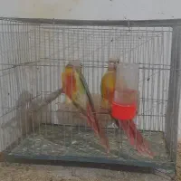 جوجه گرینچیک معاوضه با ملنگو هم دارم