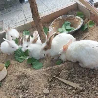 خرگوش|موش و خرگوش|مبارکه, |دیوار