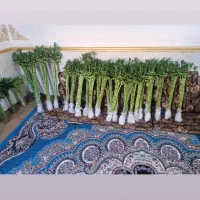 گل و گیاه بامبو عمده و تک فروشی