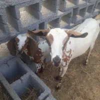 بز با کهره پاکستانی گلابی