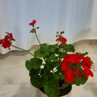 گل شمعدانی|گل و گیاه طبیعی|بوکان, |دیوار