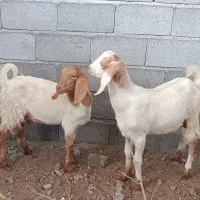 بز و بزغاله بومی و خارجی
