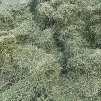 یونجه هرده شده ( خورد شده) و قالب درجه یک
