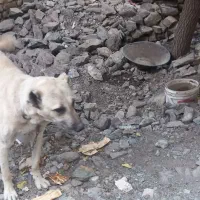 سگ گله|سگ|خرمدشت, |دیوار
