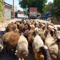 ۶۰تا گوسفند داشتی جوان آبستن