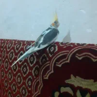 عروس هلندی|پرنده|خان ببین, |دیوار