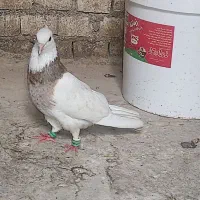 کبوتر|پرنده|باوی, |دیوار