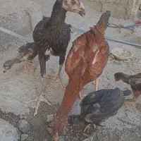 مرغ و خروس لاری