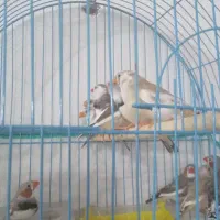 فنج زبرا بزرگ وحوجه هم دارم درحمیدیه