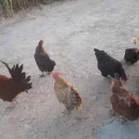مرغ و خروس