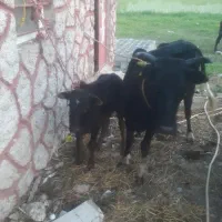 گاووگوساله نر چالوسی       لیشه ورزا