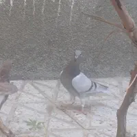 جوجه کفتر