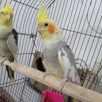 عروس هلندی