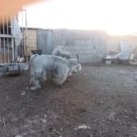 گوسفند