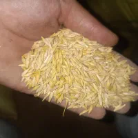 جو محلی عالی بذری و دامی