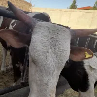 گوساله نر چاق