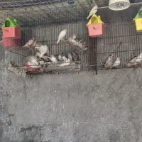 فنچ کف قیمت