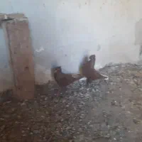 سیاه بوشهری و دمسفید وطوقی