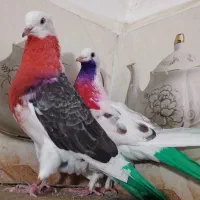 نرو ماده ۱۲ ساعتی تیر ماهی