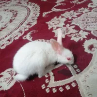 خرگوش سفید