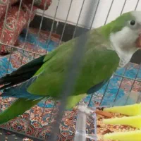 پرنده راهب نر