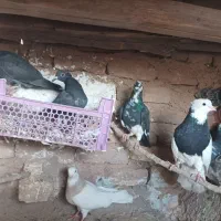 سایر