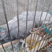 کاسکو