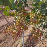 پیوند درخت پسته