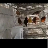 ۱۰۰عدد قناری دارچینی،شتری و ابلغ فروشی