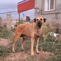ماده سرابی ۱۶ ماهه