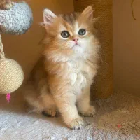 گربه بریتیش گلد لانگ هیر