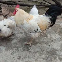 فروش فوری مرغ وخروس محلی سالم