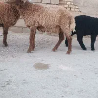 بره نر