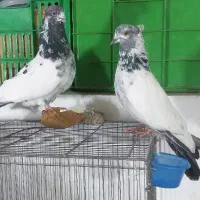 یک جفت کبوتر