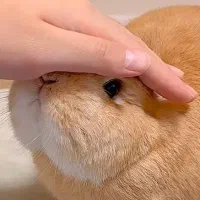 معاوضه خرگوش بالغ و مهربان با توله خرگوش