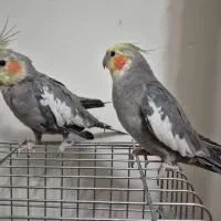 عروس هلندی