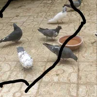 کبوتر پر دمبی پرشی