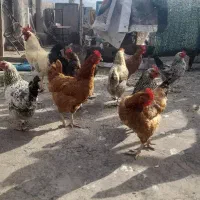مرغ و خروس