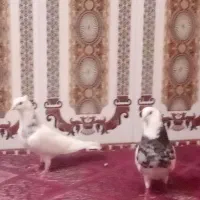 کبوتر گرنی