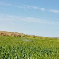 سم پاشی|خدمات باغبانی و درختکاری|پارس‌آباد, |دیوار