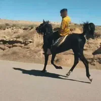 اسب|اسب و تجهیزات اسب‌سواری|تبریز, |دیوار