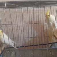 فروش جفت لوتینو