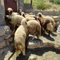 بره نر وماده