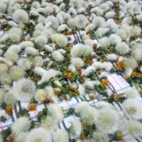 خواص بیشمارقاصدک برای سرطان روده و ...